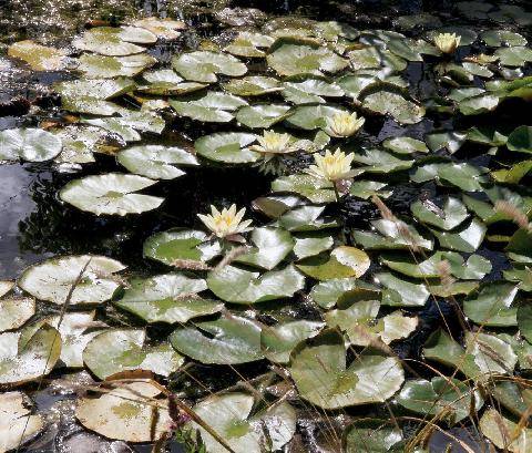 L'Ami des Jardins 1191 BASSIN