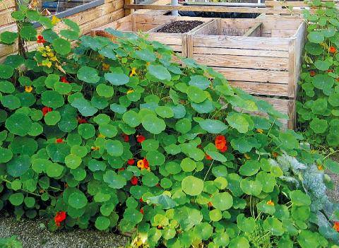 L'Ami des Jardins 1191 LÉGUMES