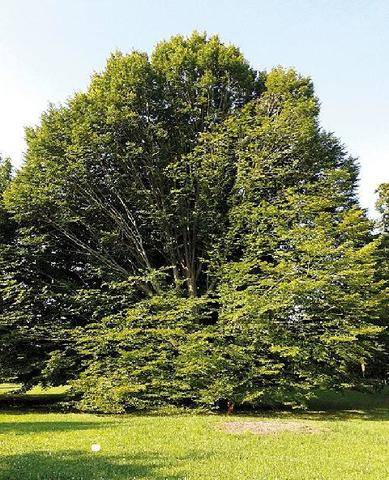 L'Ami des Jardins 1192 DES ARBRES À L’HONNEUR
