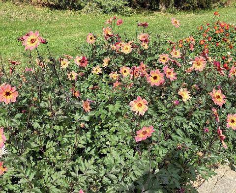 L'Ami des Jardins 1192 LES DALHIAS PRIMÉS