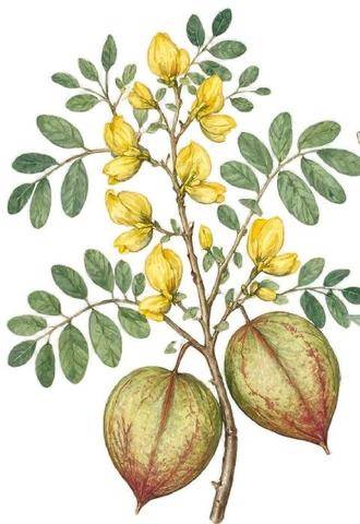 L'Ami des Jardins 1192 LES ARBUSTES PIONNIERS