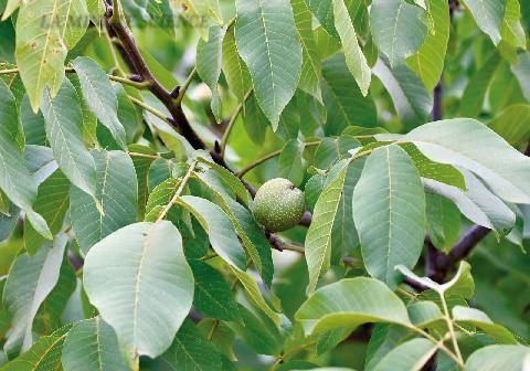 L'Ami des Jardins 1192 L’INFLUENCE DES PLANTES SUR LEURS VOISINES