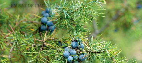 L'Ami des Jardins 1192 Le genévrier Juniperus communis