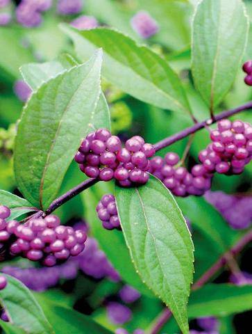 L'Ami des Jardins 1192 Le callicarpa, les perles du jardin
