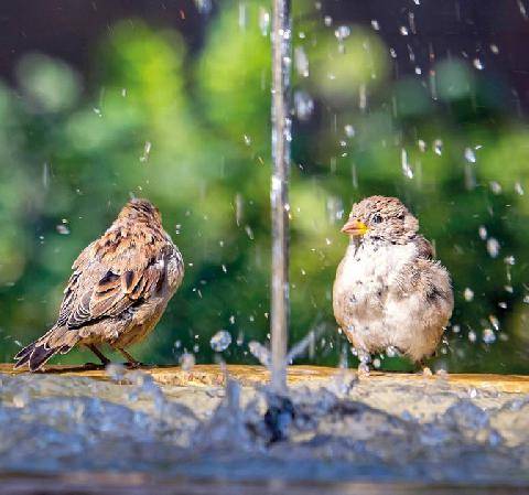 L'Ami des Jardins 1192 BAINS D'OISEAUX ET FONTAINES CONTRIBUENT À LA BIODIVERSITÉ