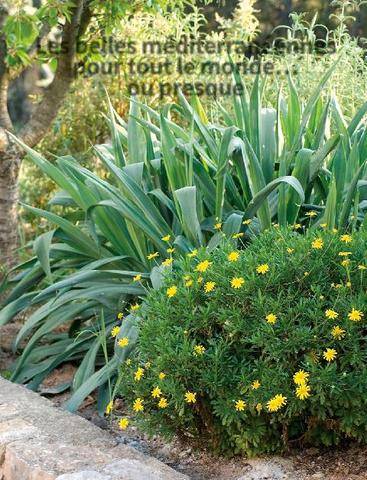L'Ami des Jardins 1192 Les belles méditerranéennes pour tout le monde… ou presque