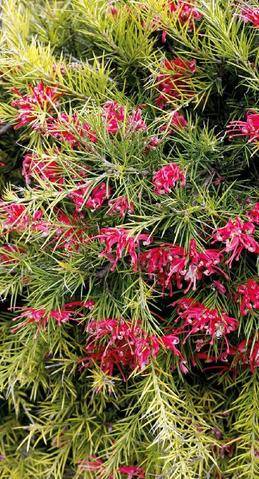L'Ami des Jardins 1192 LES ARBUSTES À FLEURS