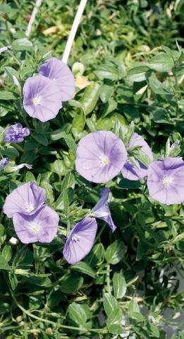 L'Ami des Jardins 1192 LES VIVACES FLEURIES