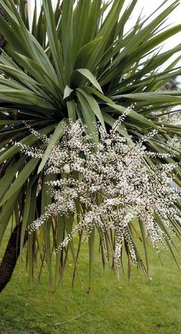 L'Ami des Jardins 1192 LES EXOTIQUES