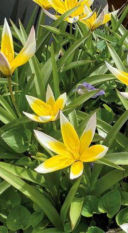 L'Ami des Jardins 1192 LES GESTES DU MOIS