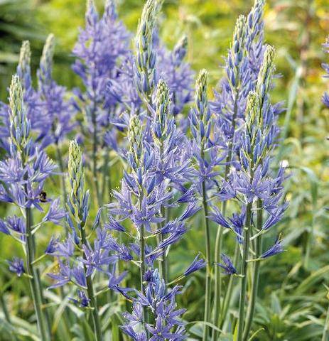 L'Ami des Jardins 1192 JE PLANTE MES CAMASSIAS