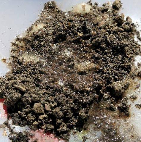 L'Ami des Jardins 1192 ÉVALUEZ L’ACIDITÉ DE VOTRE TERRE