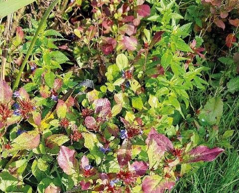 L'Ami des Jardins 1192 FLEURS