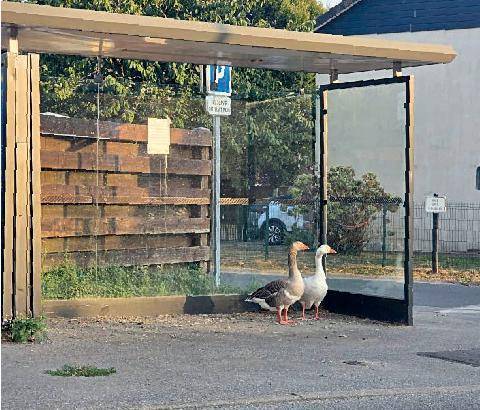L'Ami des Jardins 1192 ON PARTAGE TOUT