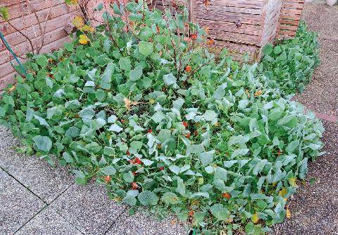 L'Ami des Jardins 1192 LÉGUMES