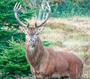 Grand Gibier 110 Plan de chasse cerfs De plus en plus chaud à Chaux