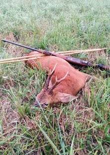 Grand Gibier 110 NAISSANCE DE L'APPROCHE AU CHEVREUIL EN TERRE DE CHIENS COURANTS