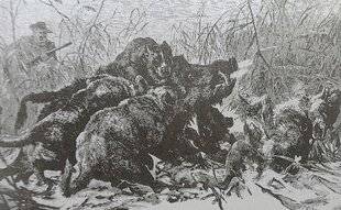 Grand Gibier 110 CHASSE DE LA BÊTE NOIRE AUX MÂTINS, DANS LE MASSIF VOSGIEN