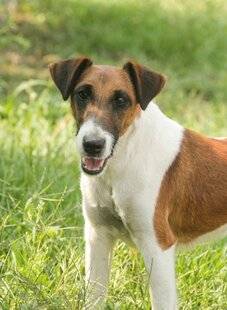 Grand Gibier 110 LE FOX-TERRIER À POIL LISSE