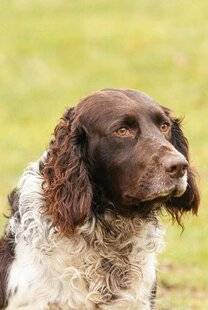Grand Gibier 110 LE GAME FAIR VITRINE DES CHIENS DE CHASSE !