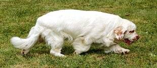 Grand Gibier 110 Connaissez-vous le clumber spaniel ?