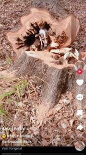 Grand Gibier 111 TIKTOK : les arbres ne font pas des chiens !