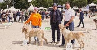 Grand Gibier 111 Davantage de courants