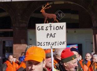 Grand Gibier 111 ONF-FNC : un accord mais en vain ?