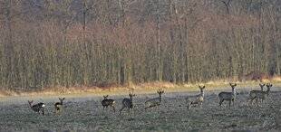 Grand Gibier 111 En automne, prélevons les brocards !