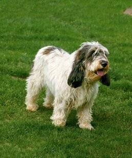 Grand Gibier 111 Le grand basset griffon vendéen