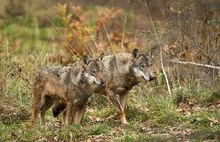Grand Gibier 112 Au loup !