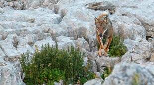 Grand Gibier 112 Loup : changement de statut ?