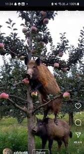 Grand Gibier 112 INSTAGRAM : Mais qui vole mes pommes ?