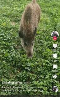 Grand Gibier 112 TikTok : On ne peut plus pêcher tranquillement !