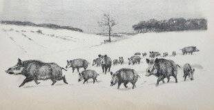 Grand Gibier 112 Chasses nocturnes du sanglier : des pratiques jadis répandues en France