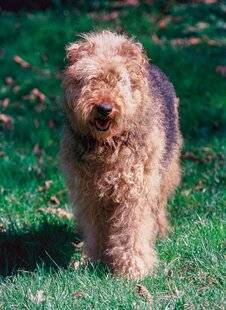 Grand Gibier 112 L'airedale-terrier