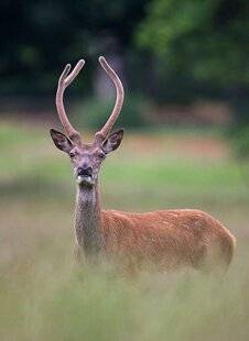 Grand Gibier 114 Cerf : ouverture au 1er juin, chasse ou régulation ?