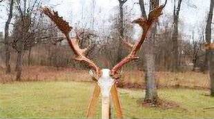 Grand Gibier 114 Un daim record