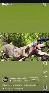 Grand Gibier 114 INSTAGRAM : un véritable combat