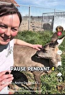 Grand Gibier 114 TikTok : pause culture sur le chevreuil