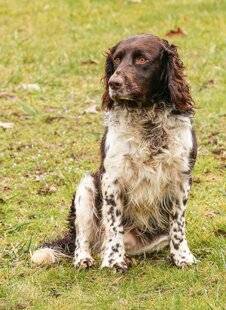 Grand Gibier 114 Remplacer un chien au pied levé