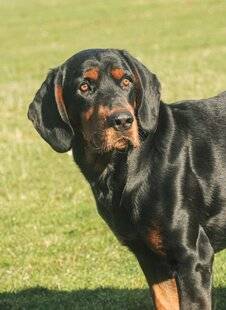 Grand Gibier 114 Le chien courant slovaque