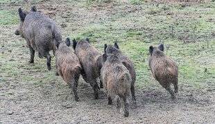 Grand Gibier 114 TIRS D'ÉTÉ : ÉPARGNER LES LAIES MENEUSES