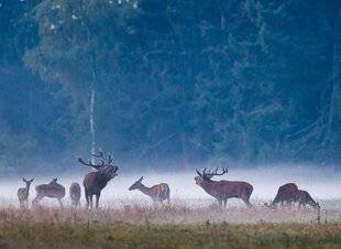 Grand Gibier 115 Plan de chasse épinglé