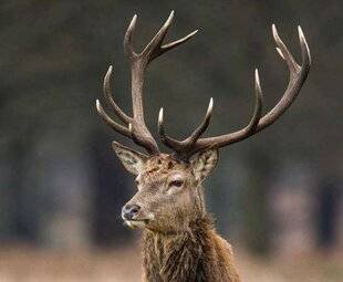 Grand Gibier 115 Cerfs Un retour historique