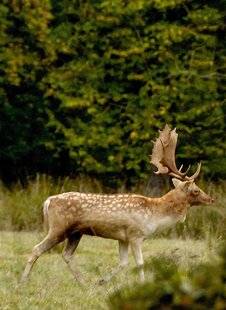 Grand Gibier 115 Le daim : le mal-aimé de la chasse française