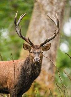 Grand Gibier 115 Faune sauvage : on l'aime quand ça nous arrange…