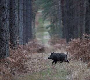 Grand Gibier 116 Prudence !
