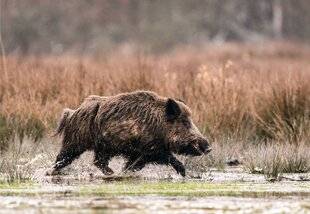 Grand Gibier 116 Solitaire en cavale