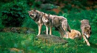 Grand Gibier 116 Colonisation édifiante